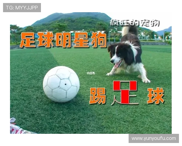 狗子足球明星名字大全及其背后的故事与成就解析